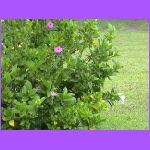 Can You Name This Plant.jpg